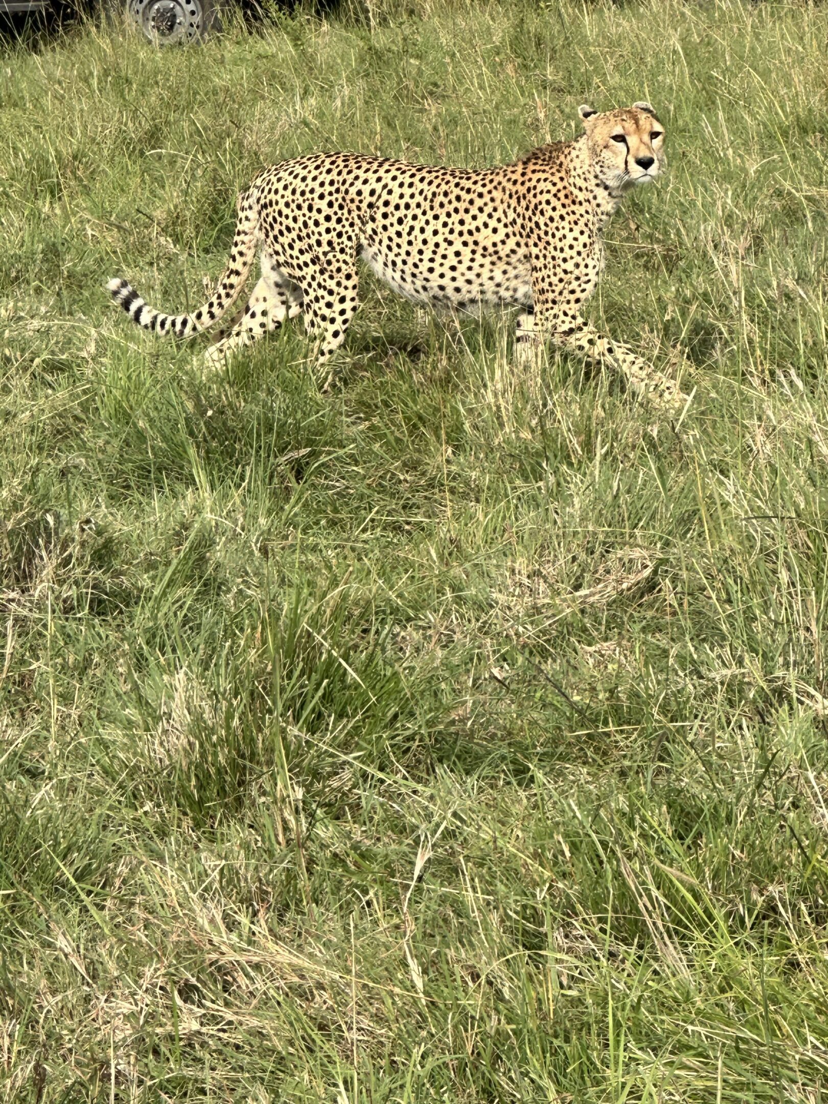 A cheetah walking gracefully through tall grass.