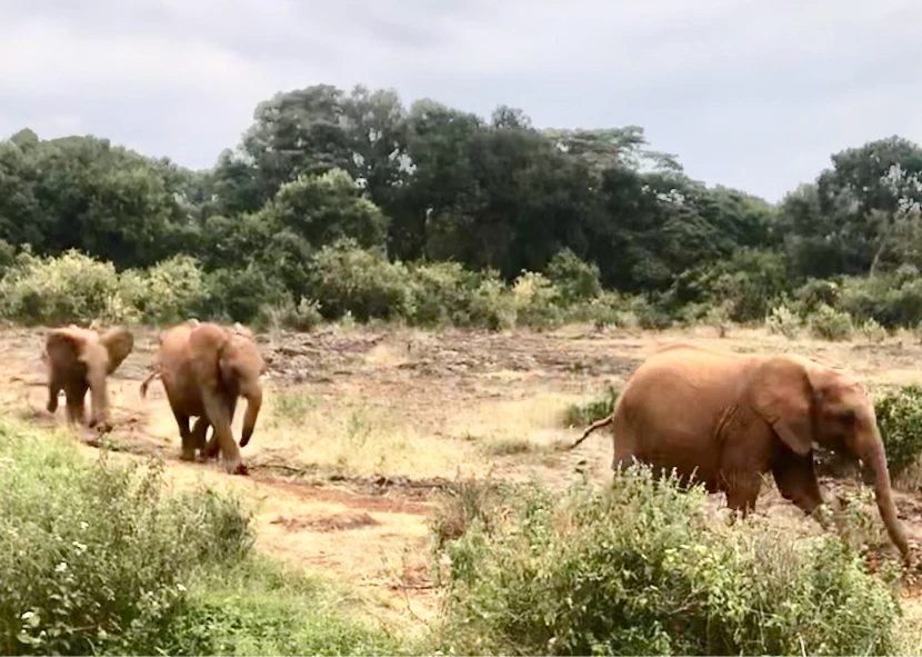Three elephants on a dirt path