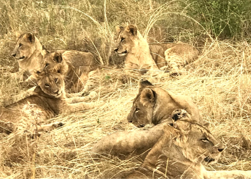 Pride of lions lounging together