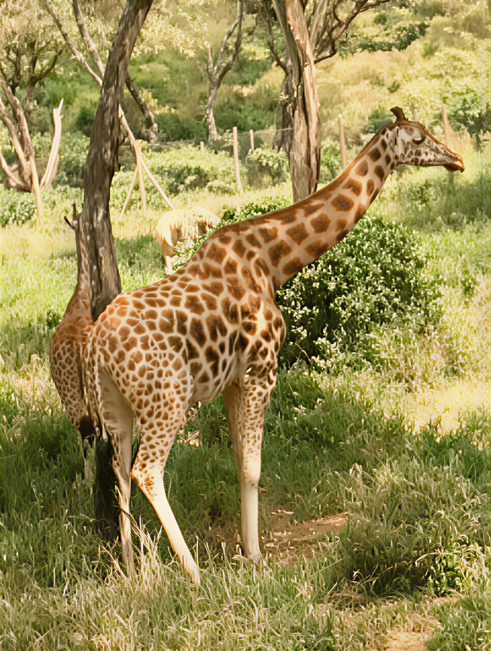 Two giraffes standing in a grassy area with trees.