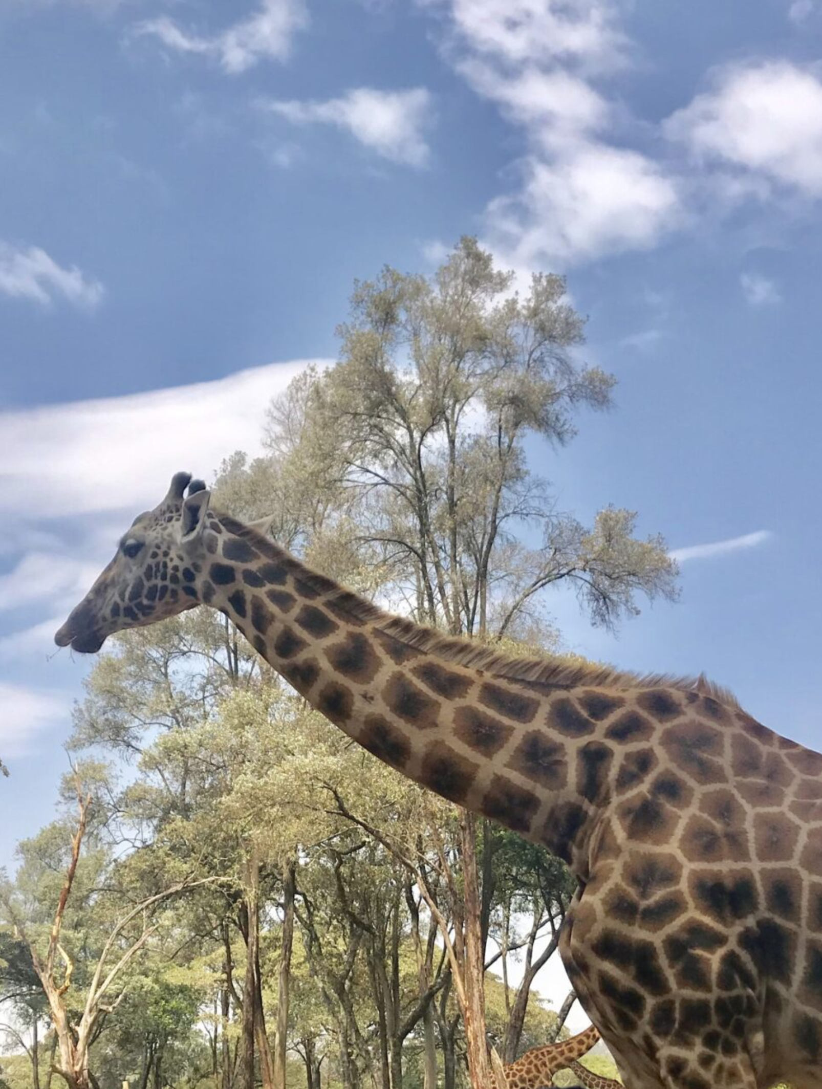 Giraffe walking near trees under a blue sky with clouds.