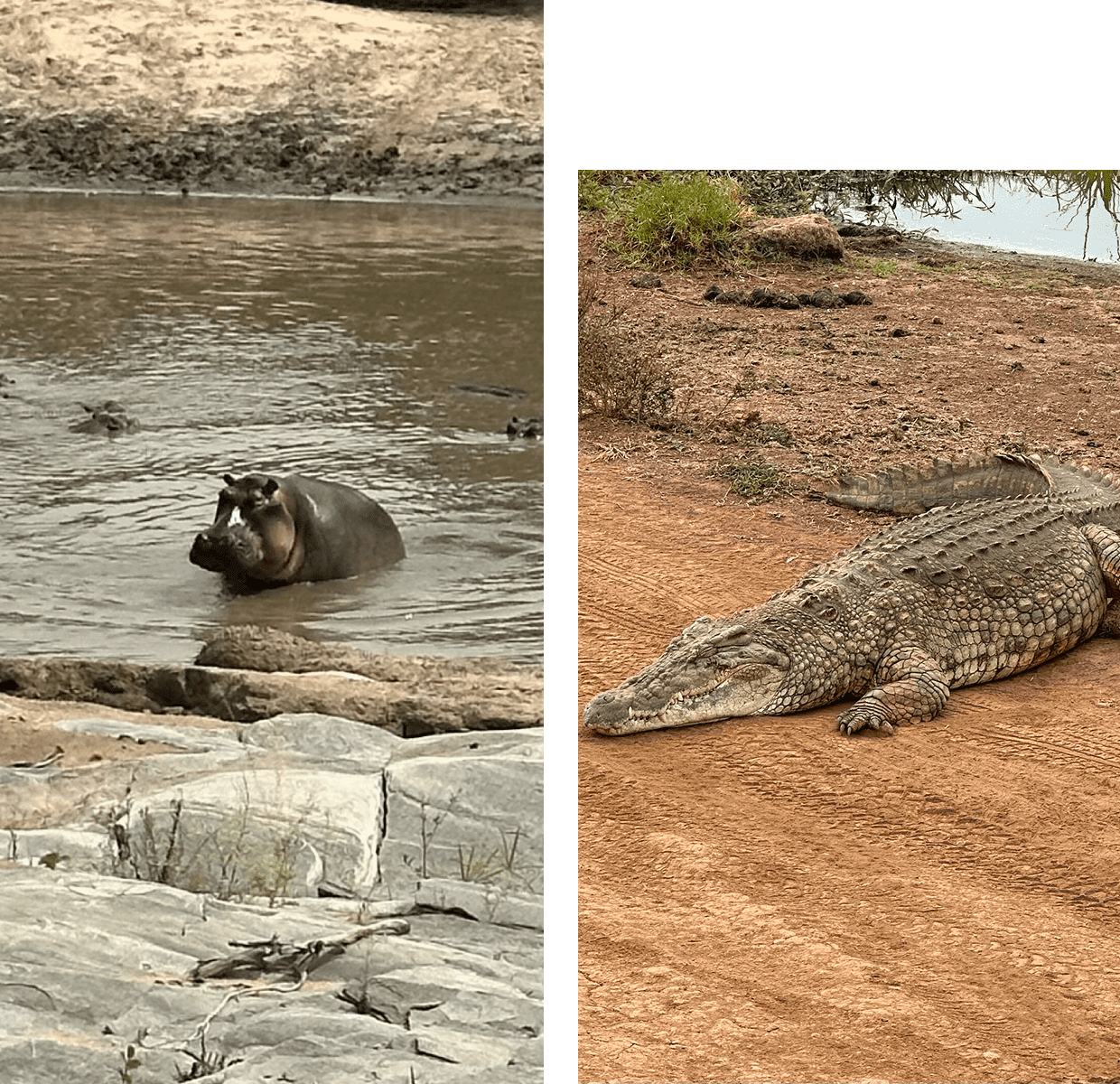 A hippo wallowing in muddy water near rocky terrain.